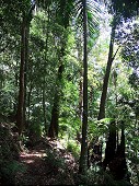 Pathway rain forest
